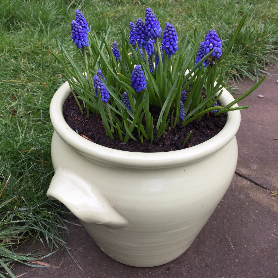 Grape Hyacinth Big Smile in the GardenTags plant encyclopedia