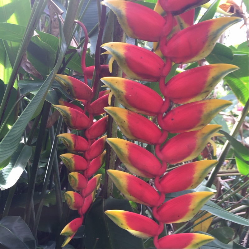 False bird-of-paradise Inflorescence in the GardenTags plant encyclopedia