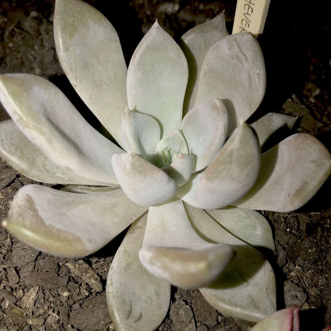 Echeveria Beverley in the GardenTags plant encyclopedia