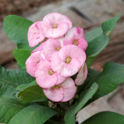 Crown Of Thorns Exotic Treasure in the GardenTags plant encyclopedia