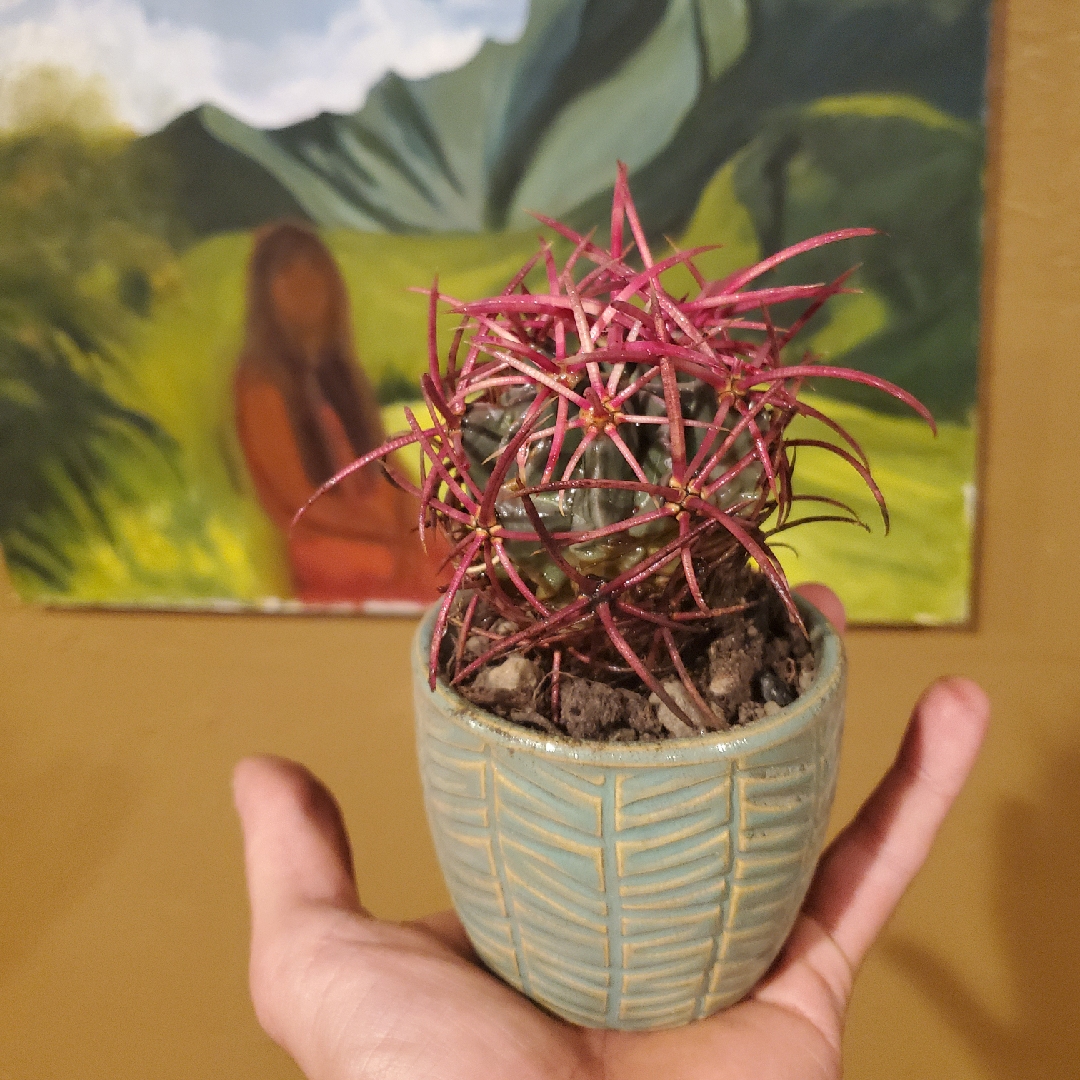 Cottontop Cactus in the GardenTags plant encyclopedia