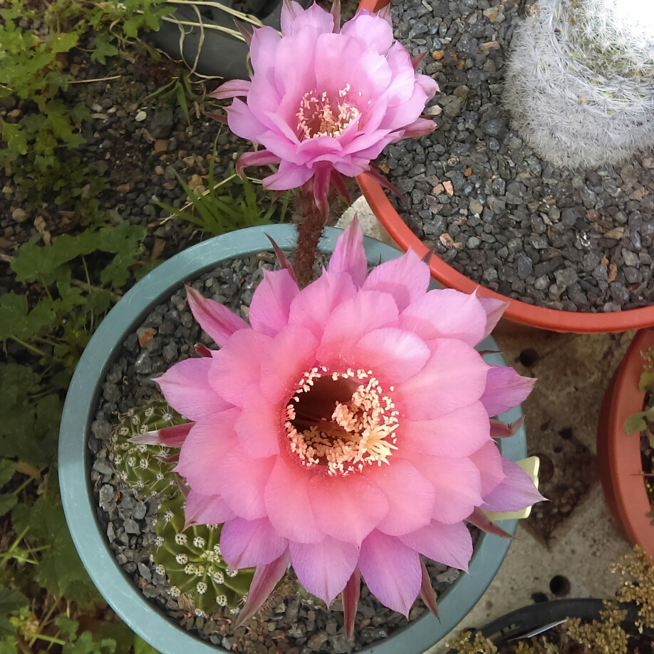 Echinopsis Kermesina in the GardenTags plant encyclopedia