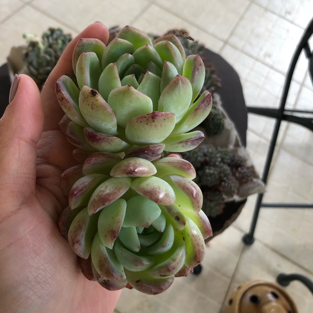 Echeveria Sasa Queen in the GardenTags plant encyclopedia