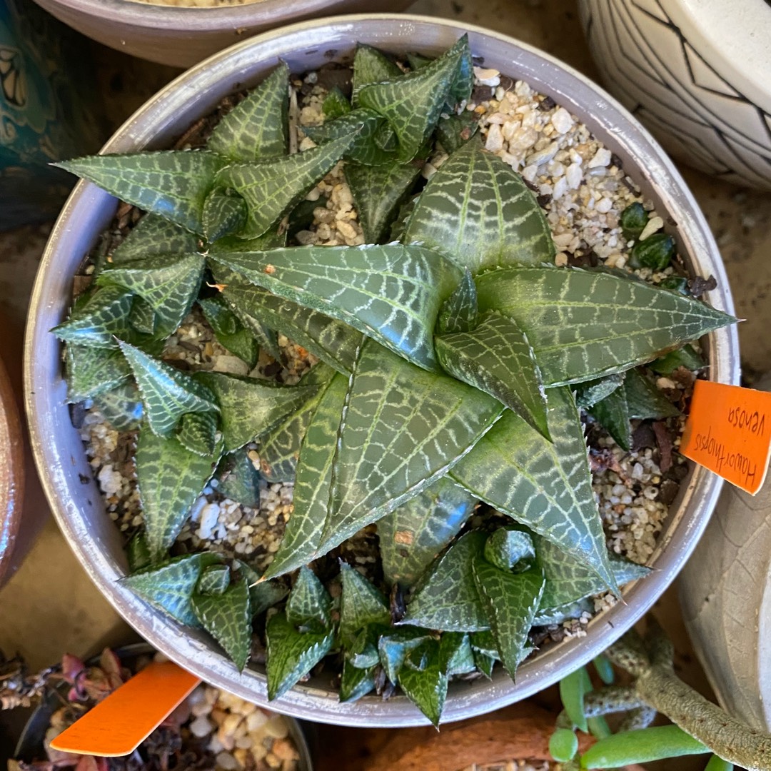 Haworthia venosa in the GardenTags plant encyclopedia