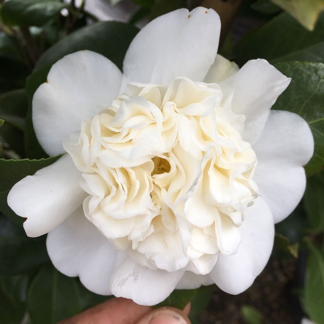 Camellia Snow Ball in the GardenTags plant encyclopedia