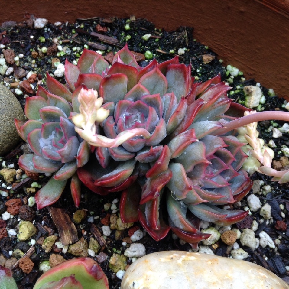 Echeveria Dark Ice in the GardenTags plant encyclopedia