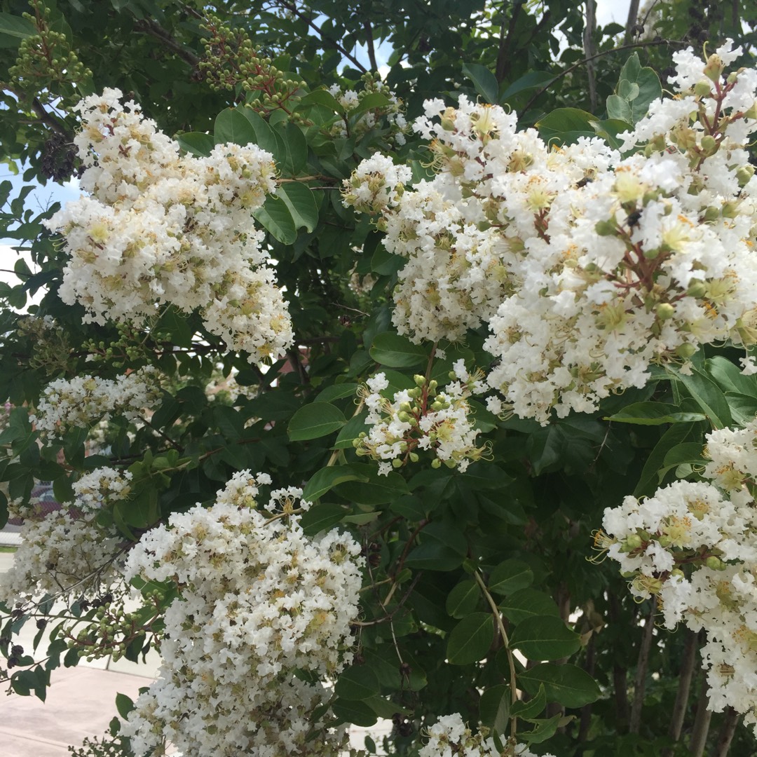 Lagerstroemia, Crepe Myrtle in GardenTags plant encyclopedia