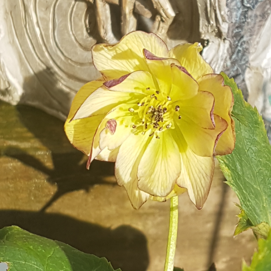 Hellebore Golden Lotus in the GardenTags plant encyclopedia