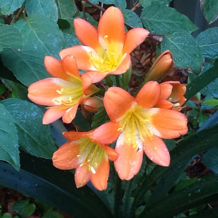 Clivia (Species) Clivia x cyrtanthiflora in the GardenTags plant encyclopedia