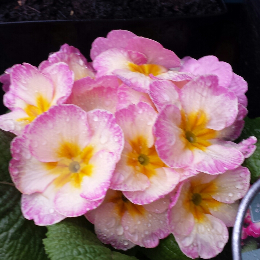 Primula Lipstick in the GardenTags plant encyclopedia