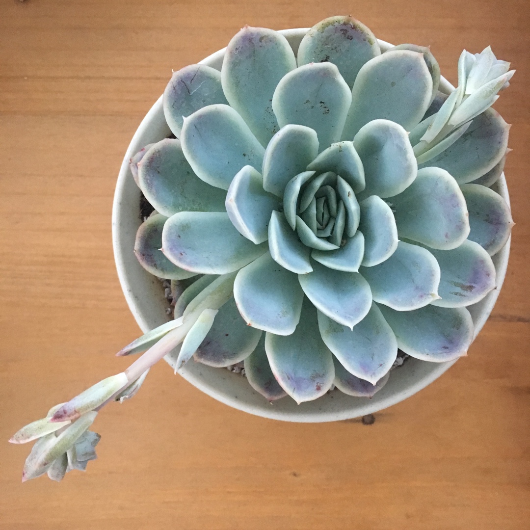 Echeveria Arctic Ice in the GardenTags plant encyclopedia