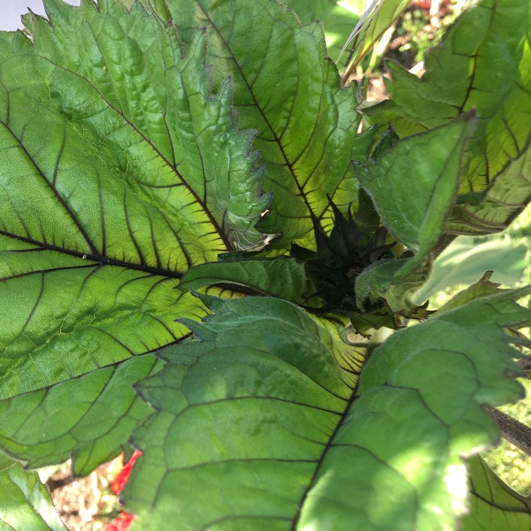 Ornamental Sunflower Cinnamon Sun in the GardenTags plant encyclopedia