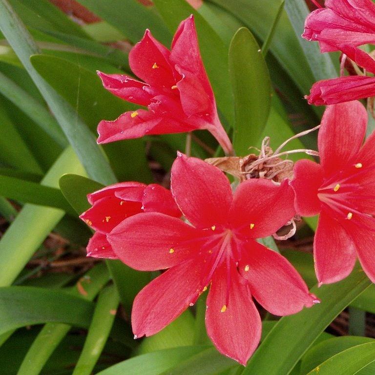 Scarborough lily in the GardenTags plant encyclopedia