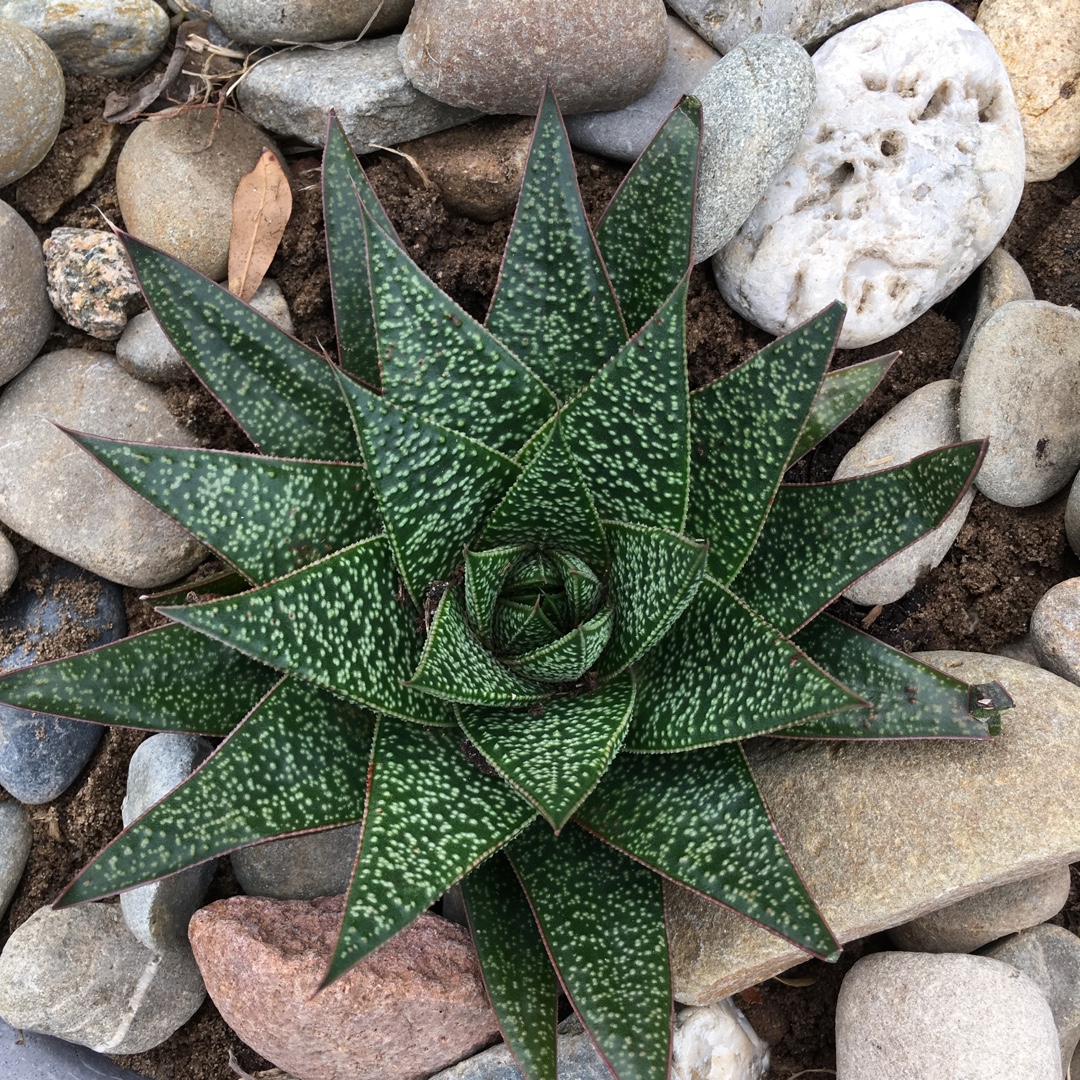 Gasterhaworthia Sprite in the GardenTags plant encyclopedia