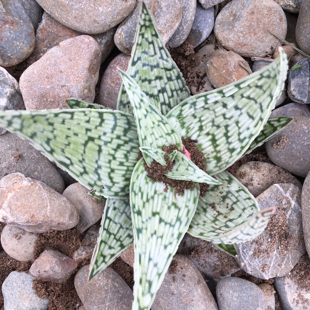 Aloe Delta Lights in the GardenTags plant encyclopedia