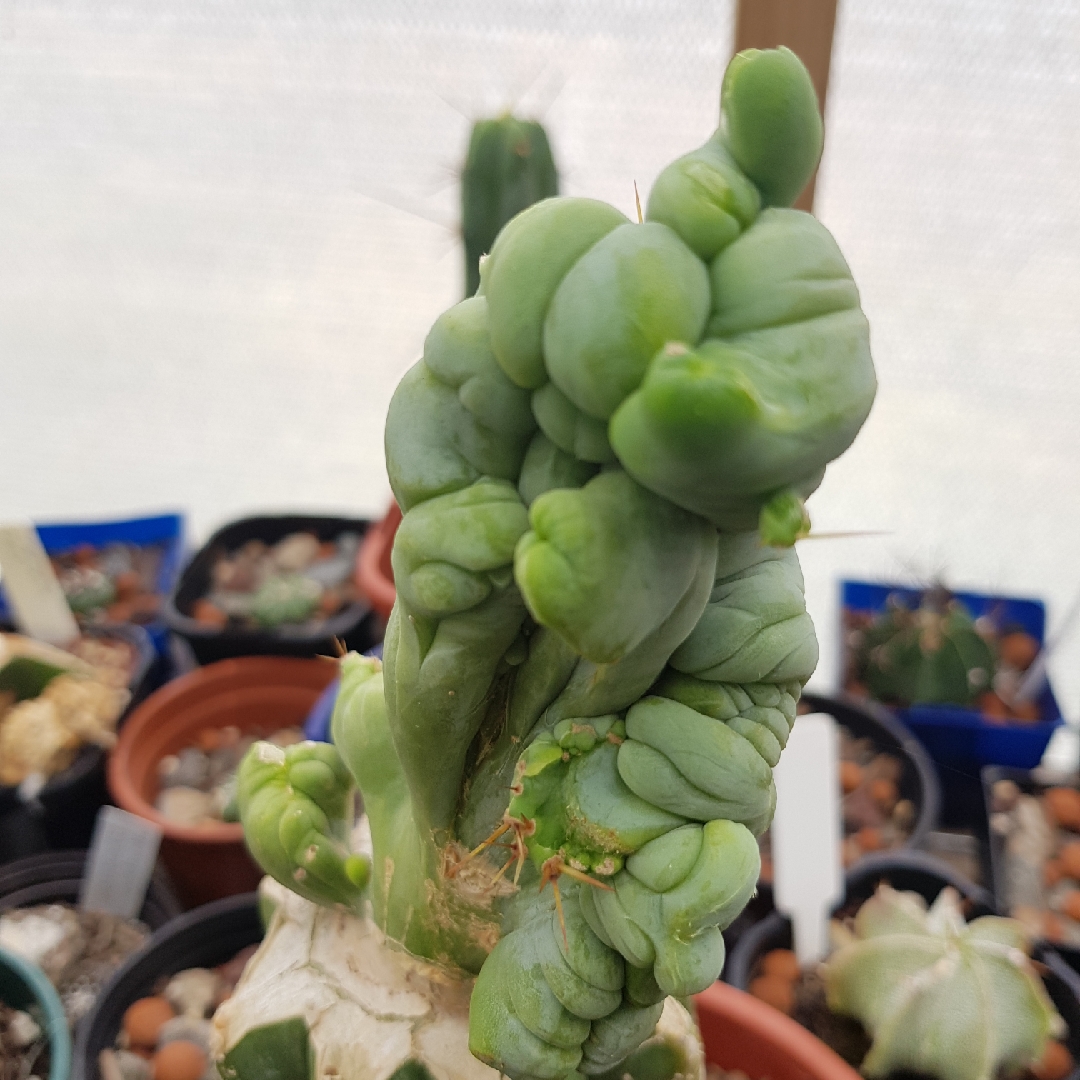 Trichocereus Bridgesii Montrose Form Crested Form in the GardenTags plant encyclopedia