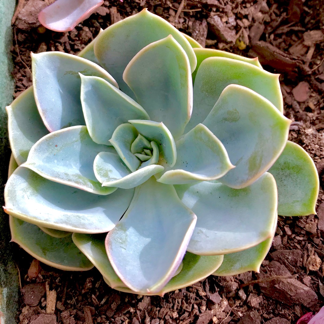 Echeveria Green Pearl  in the GardenTags plant encyclopedia