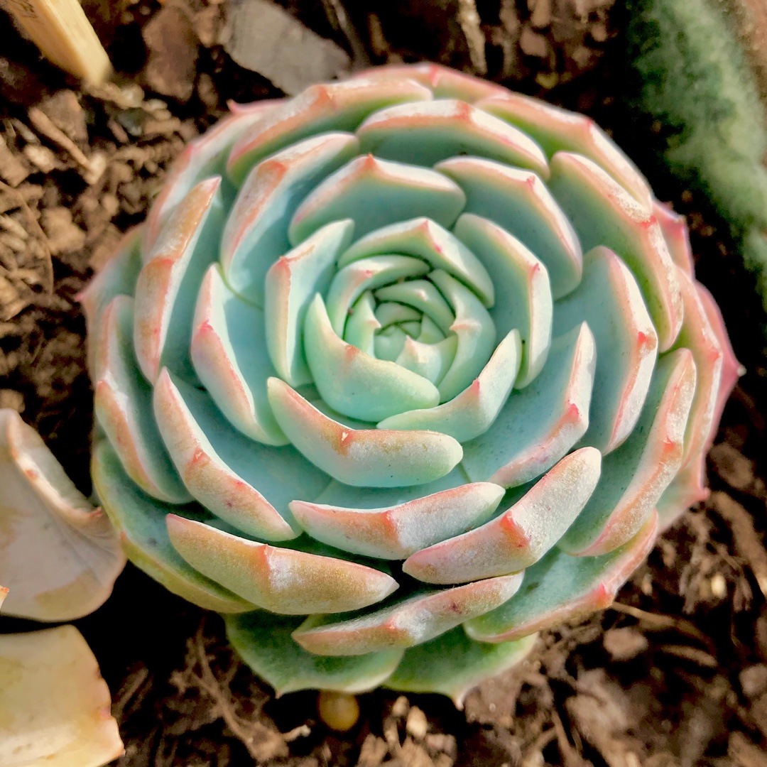 Echeveria Elegans x Violet Queen in the GardenTags plant encyclopedia