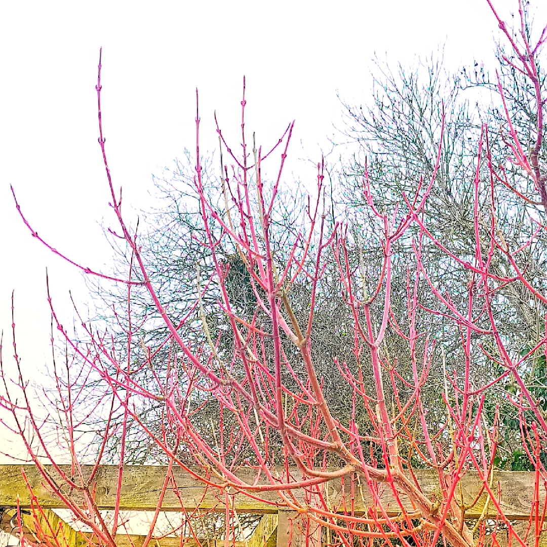 Snakebark Maple in the GardenTags plant encyclopedia