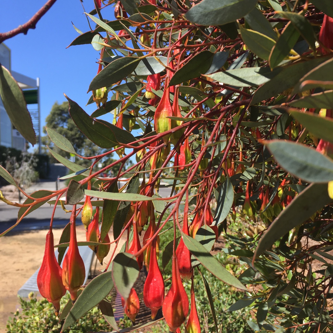 Fuchsia Gum in the GardenTags plant encyclopedia