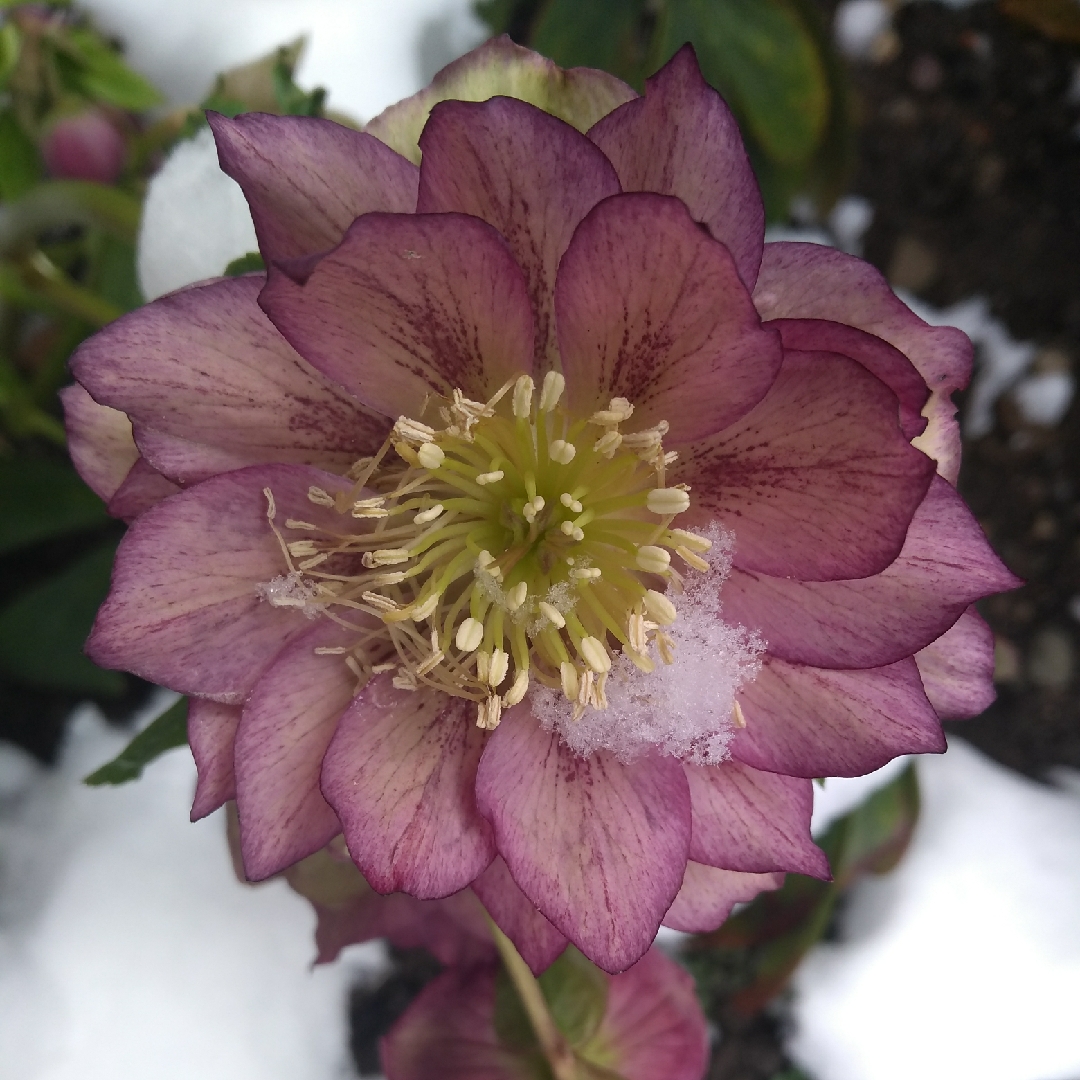 Hellebore Double Pink in the GardenTags plant encyclopedia