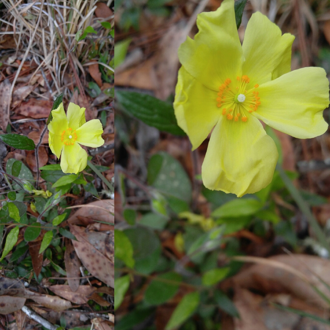 Georgia Frostweed in the GardenTags plant encyclopedia