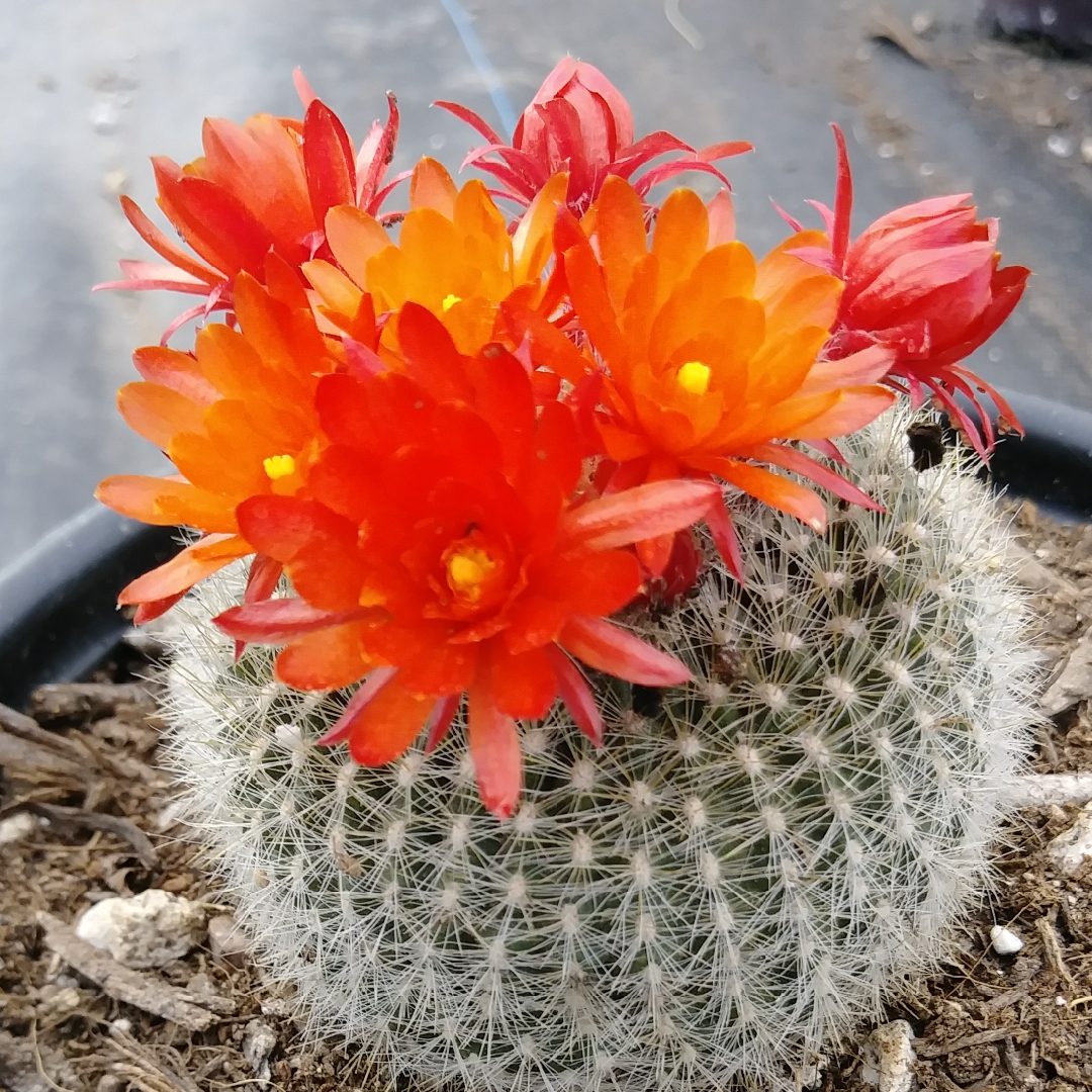 Scarlet Ball Cactus in the GardenTags plant encyclopedia