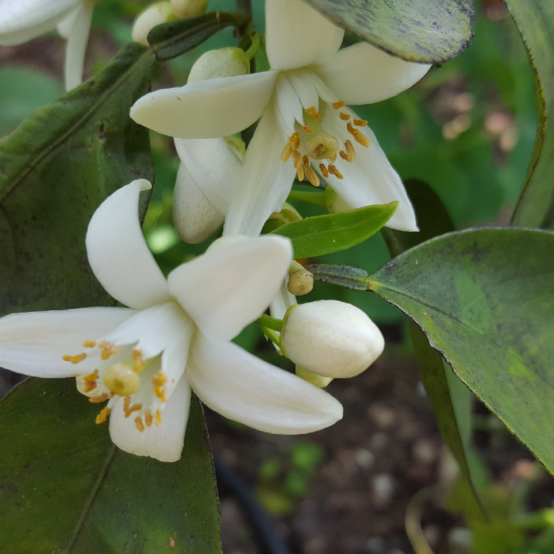 Navel Orange Tree Washington in the GardenTags plant encyclopedia