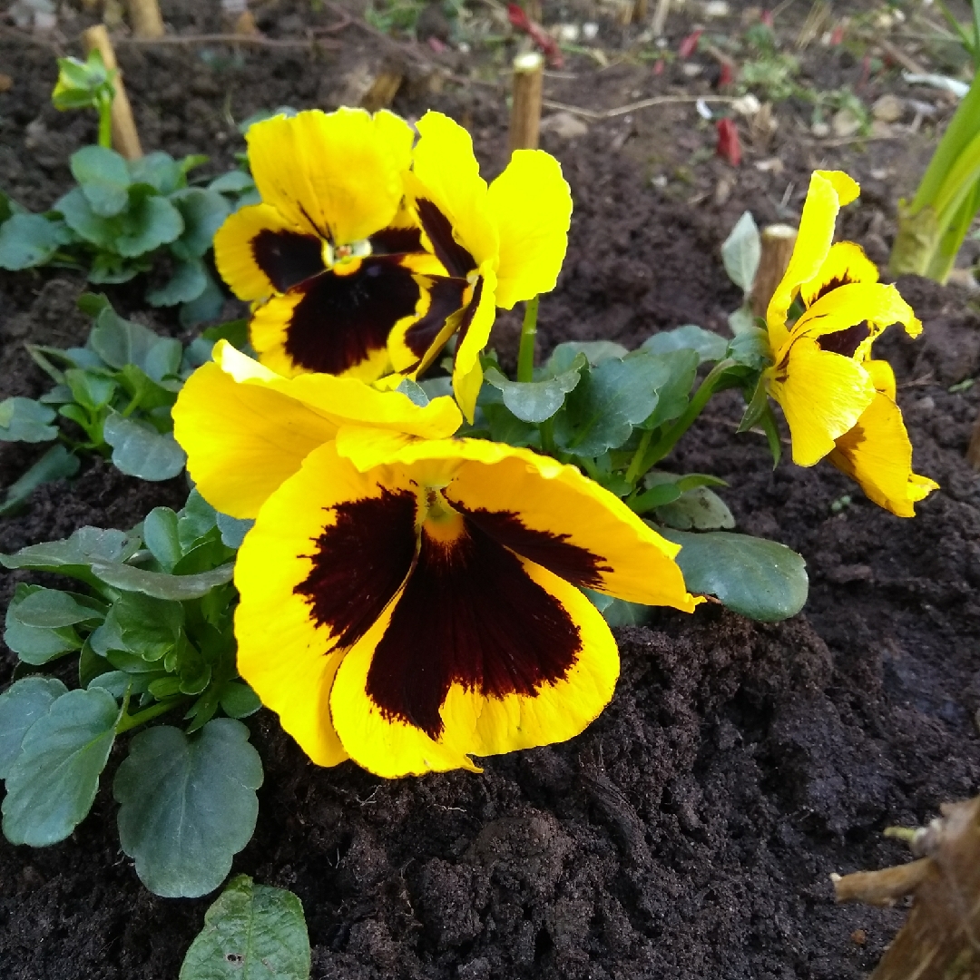 Pansy Yellow Blotch in the GardenTags plant encyclopedia