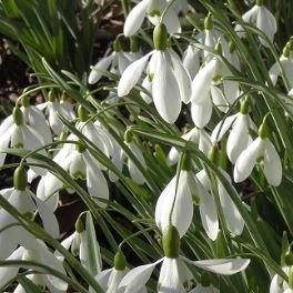 Snowdrop Galatea in the GardenTags plant encyclopedia