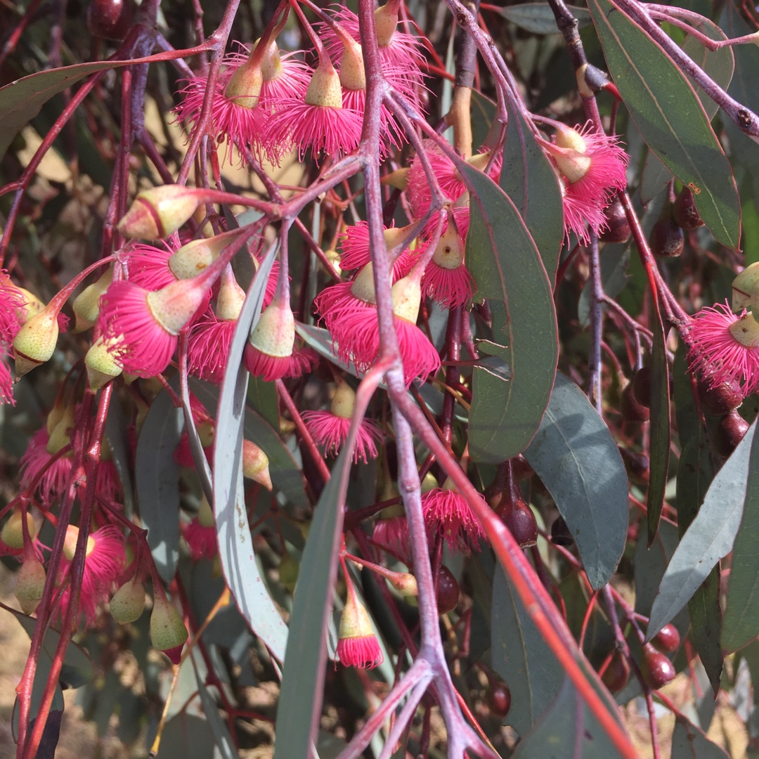 Mugga Ironbark in the GardenTags plant encyclopedia