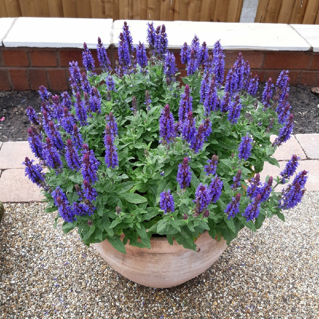 Balkan Clary Sage Sensation Blue in the GardenTags plant encyclopedia