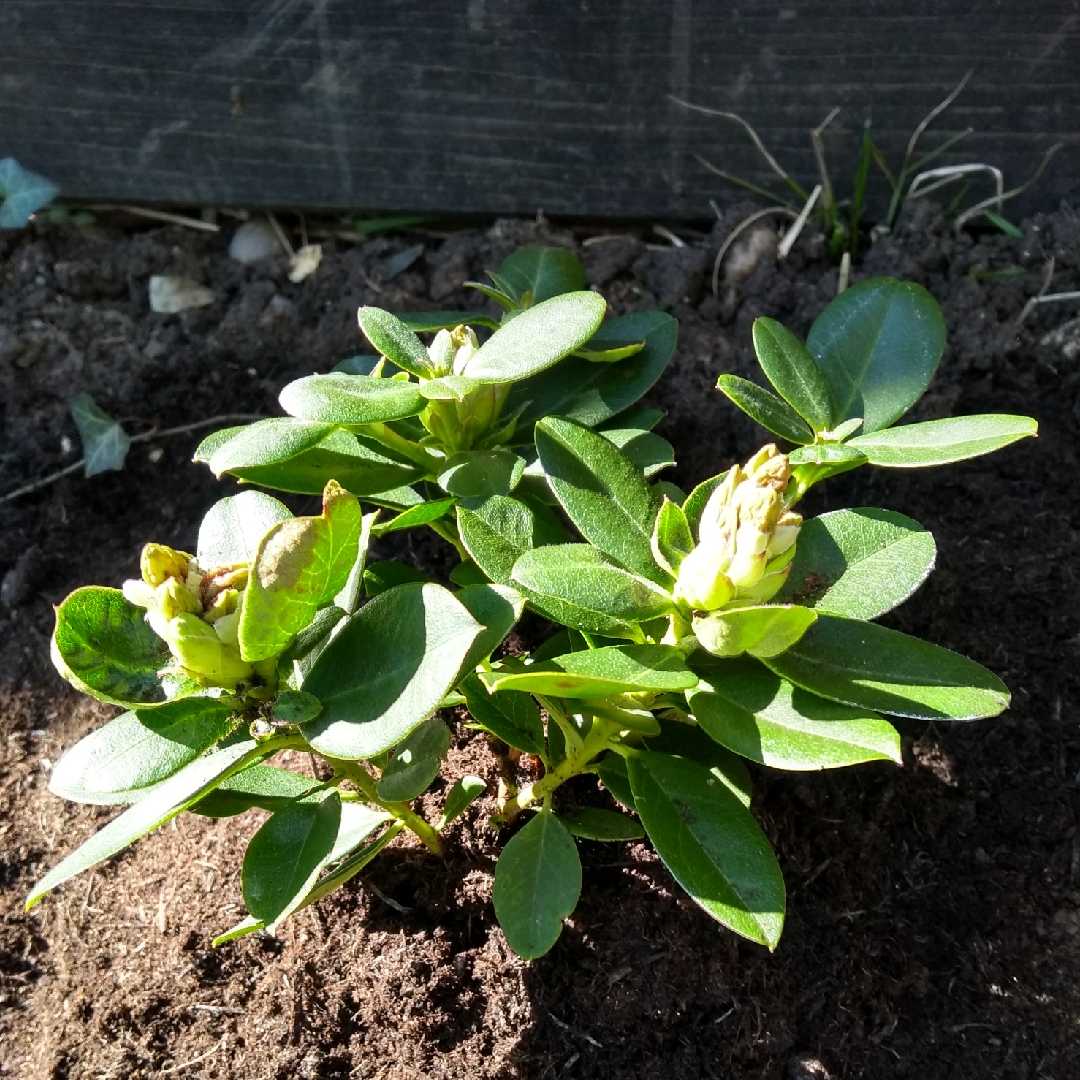 Dwarf Rhododendron Shamrock in the GardenTags plant encyclopedia