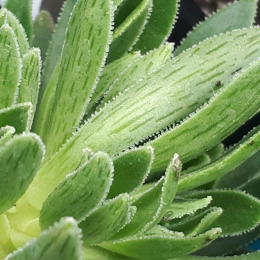 Aeonium Simsii in the GardenTags plant encyclopedia