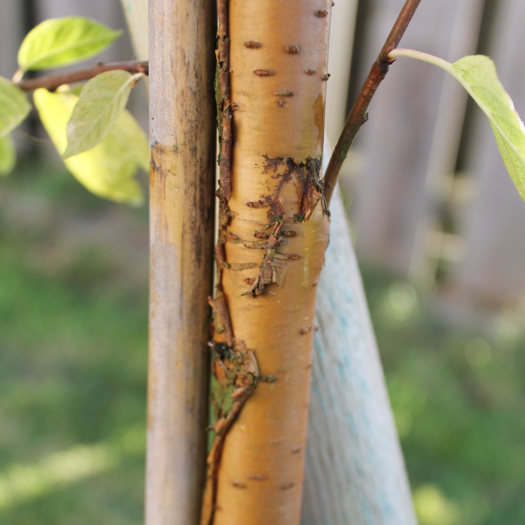 Manchuria Cherry in the GardenTags plant encyclopedia