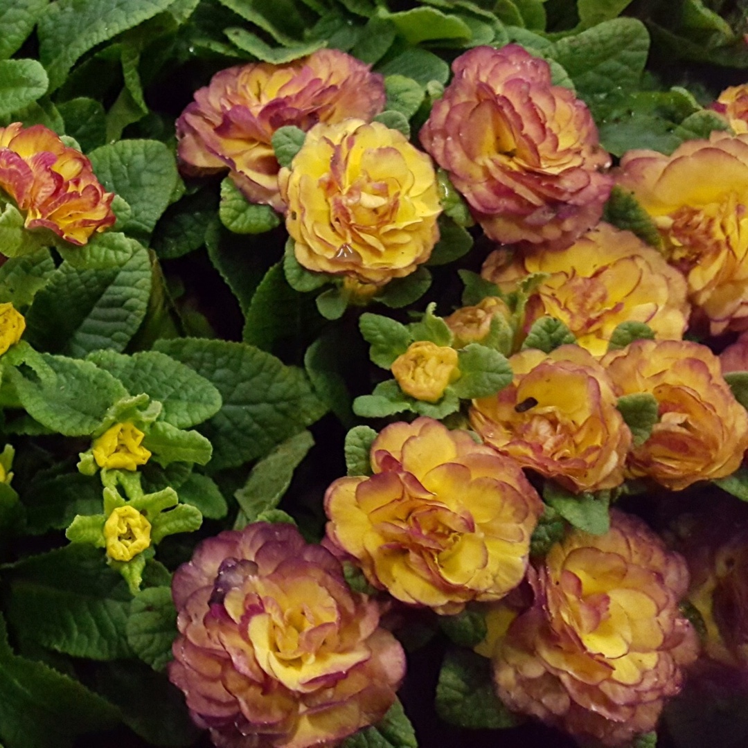 Double Primrose  Belarina® Nectarine in the GardenTags plant encyclopedia