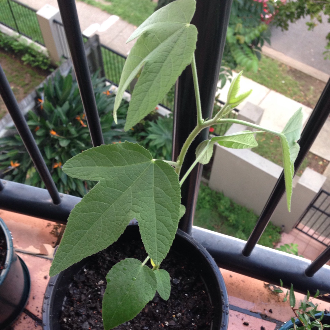 Pink Hibiscus in the GardenTags plant encyclopedia