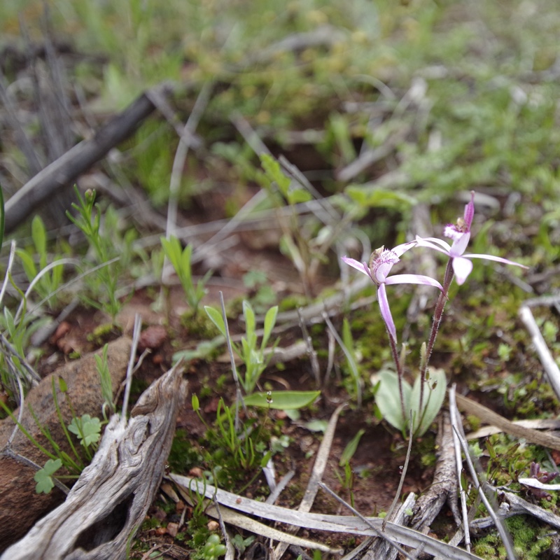 Spider orchid in the GardenTags plant encyclopedia