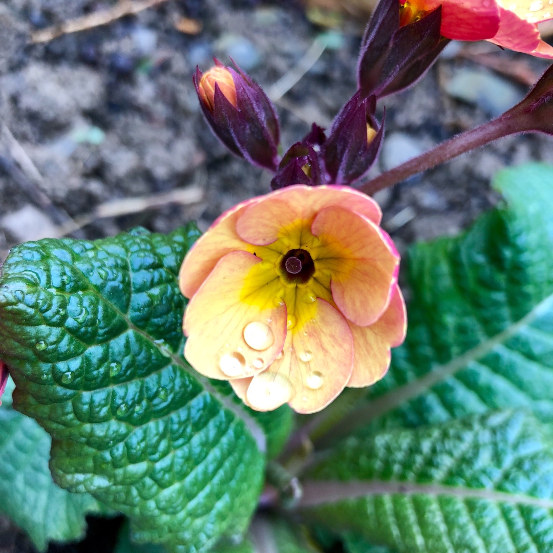 Primula Champagne in the GardenTags plant encyclopedia