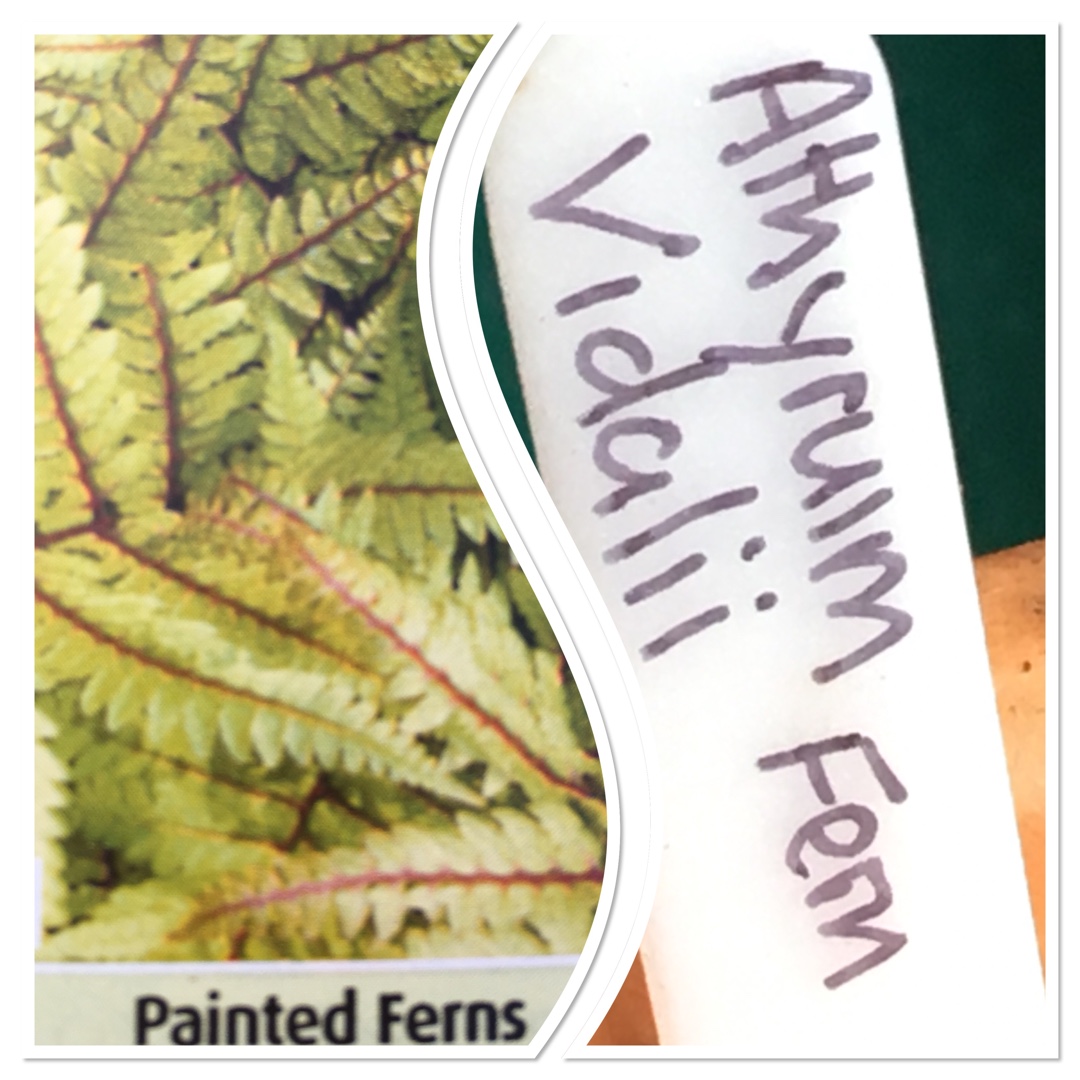 Japanese Painted Lady Fern in the GardenTags plant encyclopedia