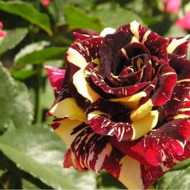 Rose Abracadabra (Hybrid Tea) in the GardenTags plant encyclopedia