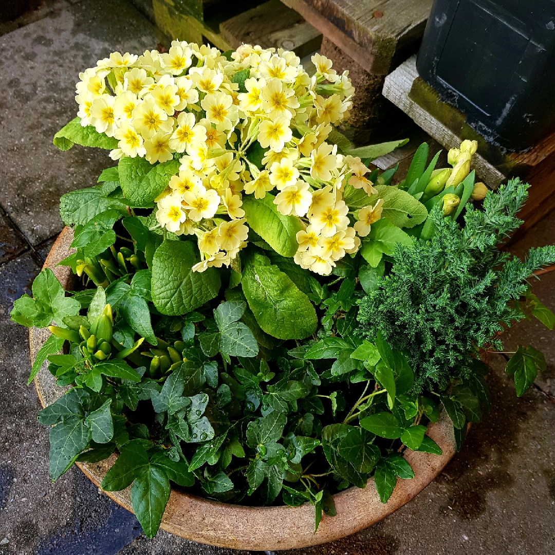 Primula veristar Lemon in the GardenTags plant encyclopedia