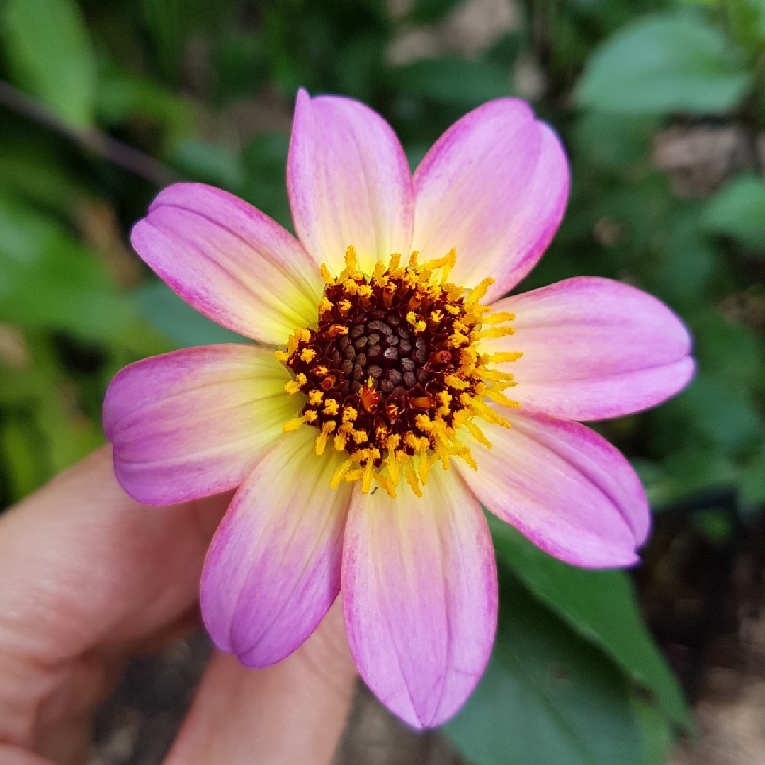 Dahlia Titoki Point in the GardenTags plant encyclopedia