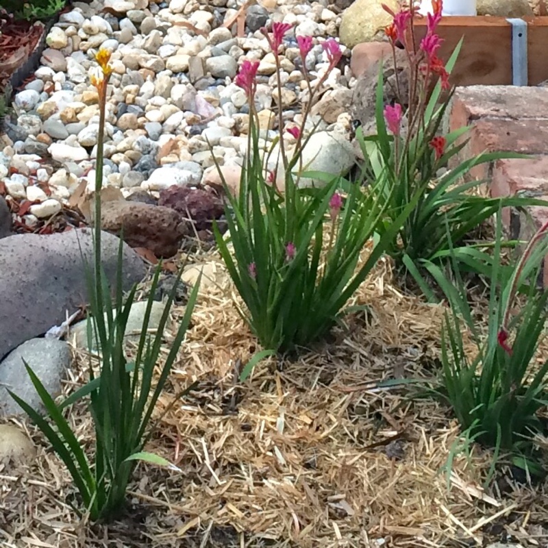 Kangaroo Paw in the GardenTags plant encyclopedia