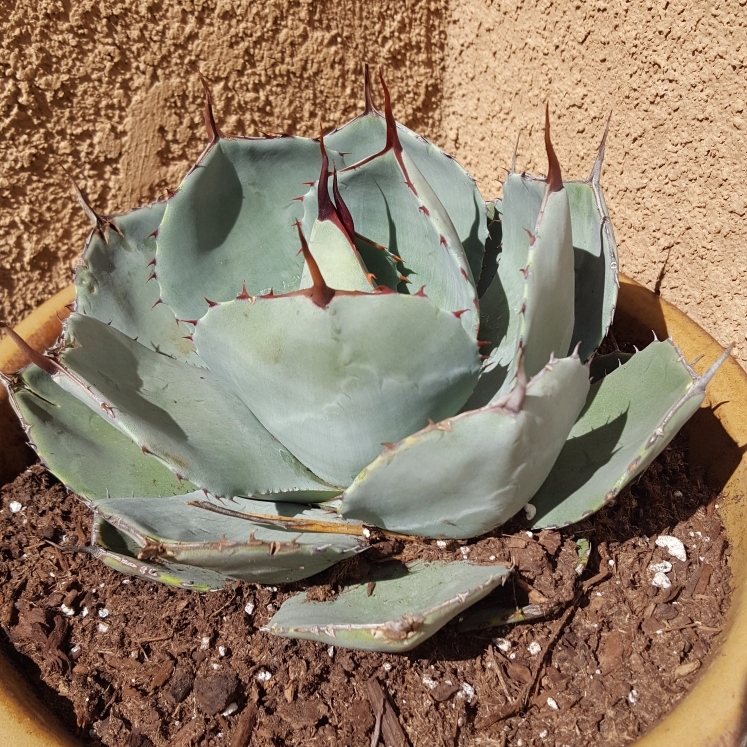 Artichoke Agave in the GardenTags plant encyclopedia