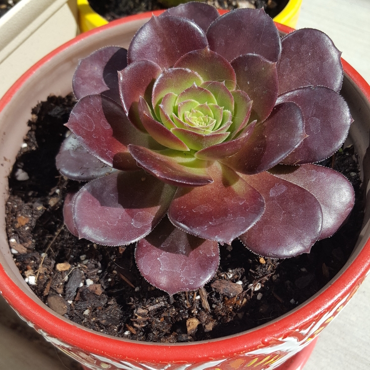 Aeonium Garnet in the GardenTags plant encyclopedia