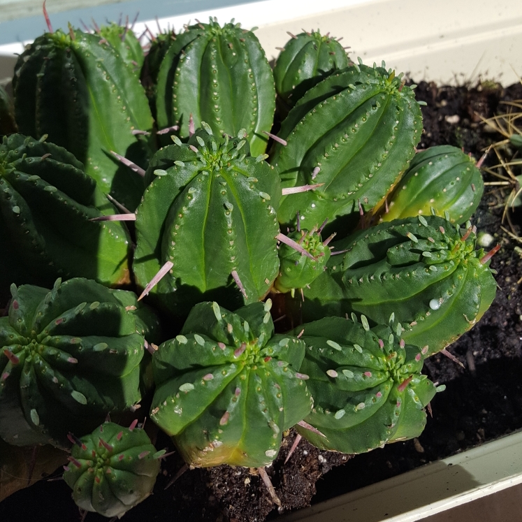 Resin Spurge in the GardenTags plant encyclopedia