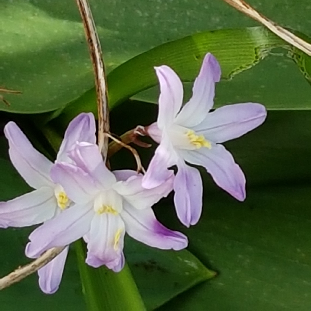 Forbes Glory-of-the-Snow in the GardenTags plant encyclopedia