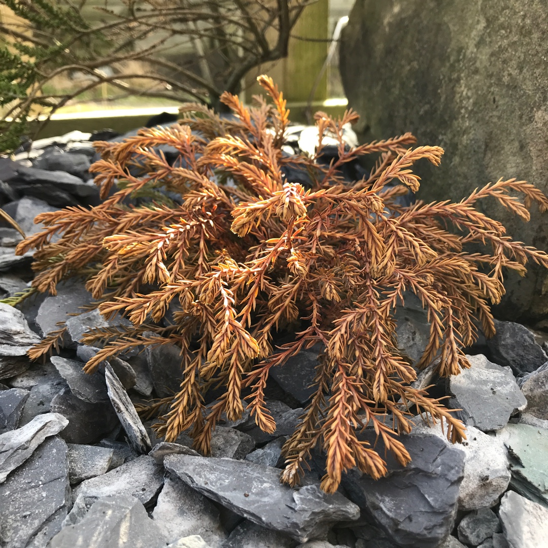 White Cedar Golden Tuffet in the GardenTags plant encyclopedia