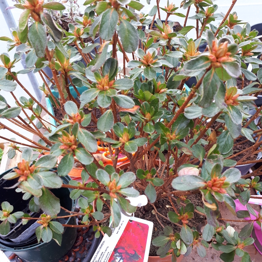 Japanese Azalea Hino Crimson in the GardenTags plant encyclopedia